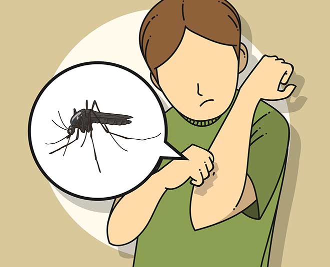house and mosquitoes