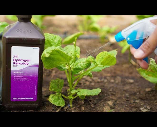 how to get rid of stink bugs inside