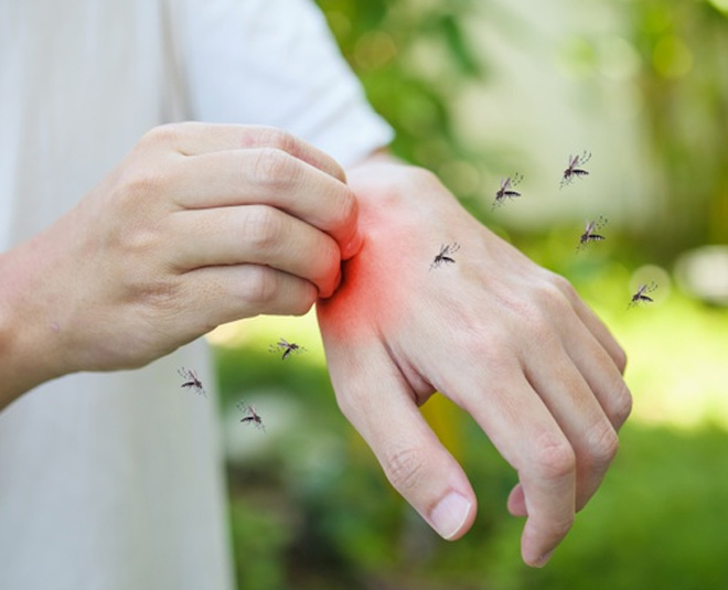 know ayurveda tips for mosquito bite and insect inside