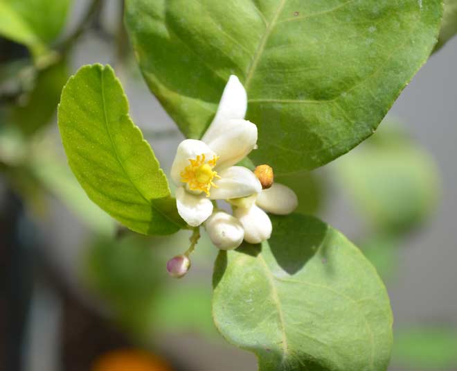 lemon tree flowers