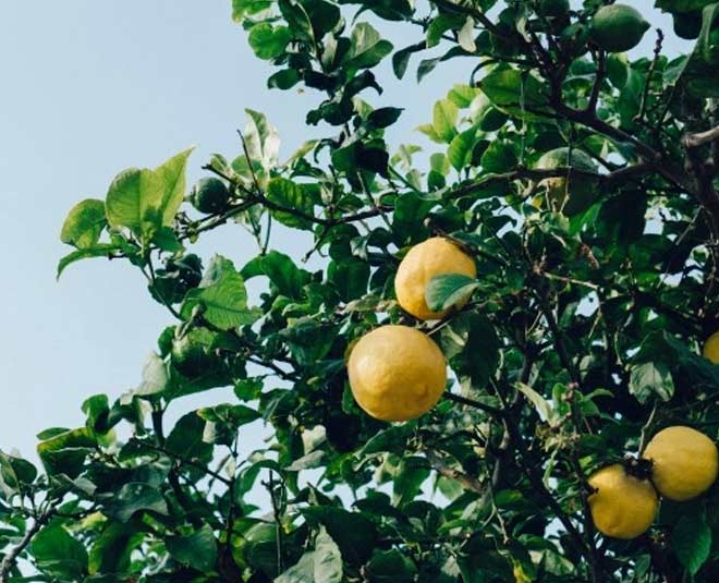 lemon tree fruits