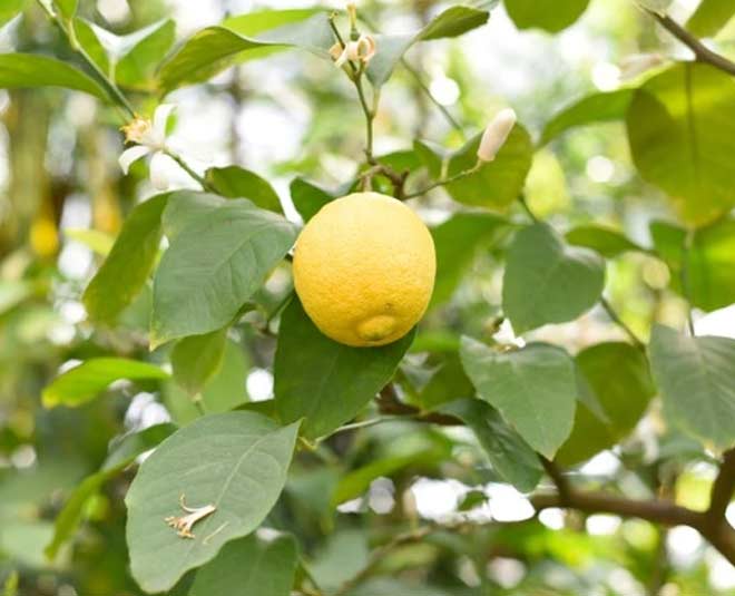 leom on tree