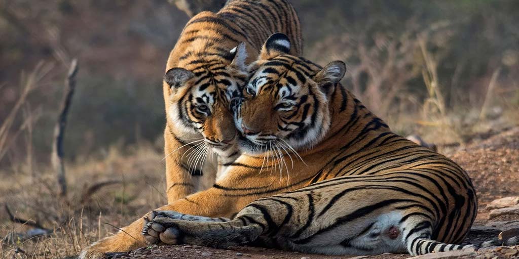 Best Tiger Reserves In India In Hindi