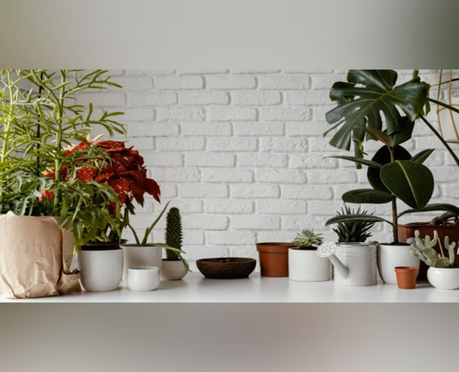 neem oil uses in garden indoor plants