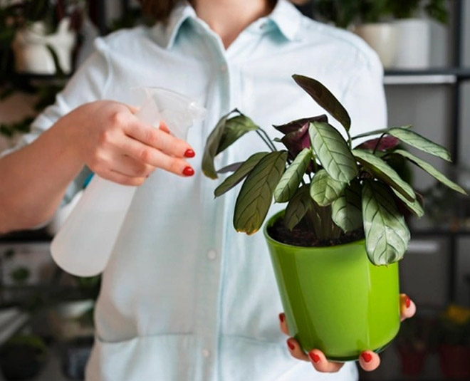 neem oil uses in garden pest relief