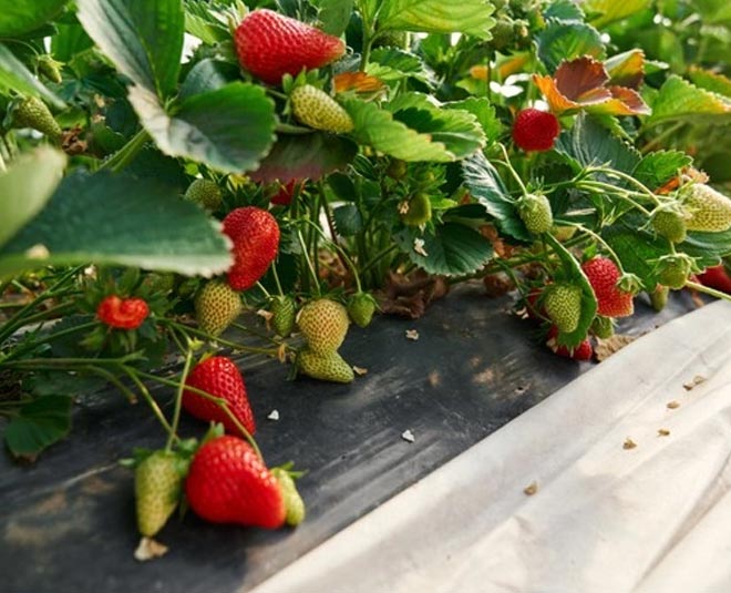 neem oil uses in garden protects fruits