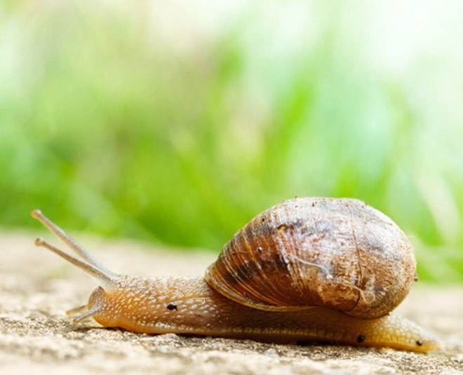 neem oil uses in garden slug