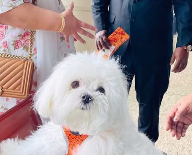 passenger booked business class for her pet