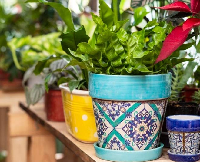 plants and pots