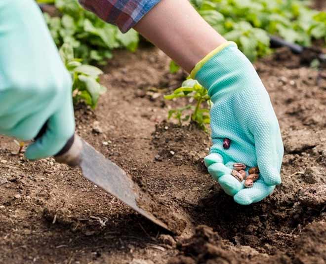 seeds from brinjal plants