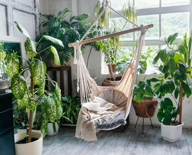 snake plant grown from leaves