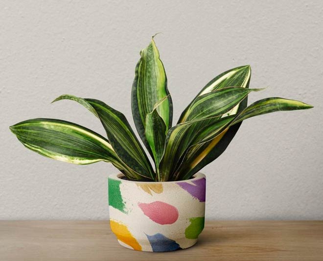 snake plant in hindi