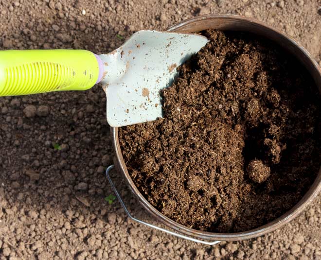 soil for mushroom