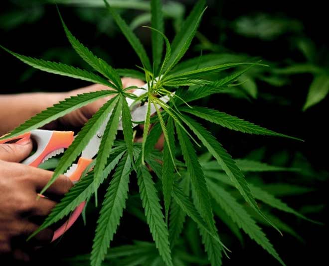 tips for good plants cutting