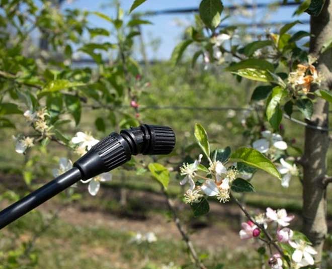 tips for good plants spraying pesticides