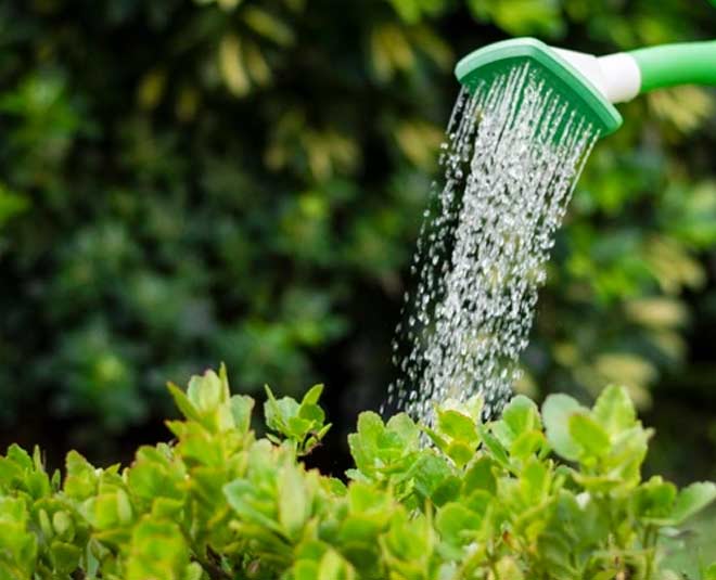 tips for good plants watering