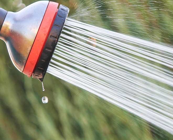 tips to get rid of bugs from lemon tree inside