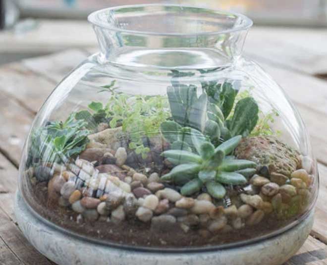 tips to grow and care of water succulent plants inside