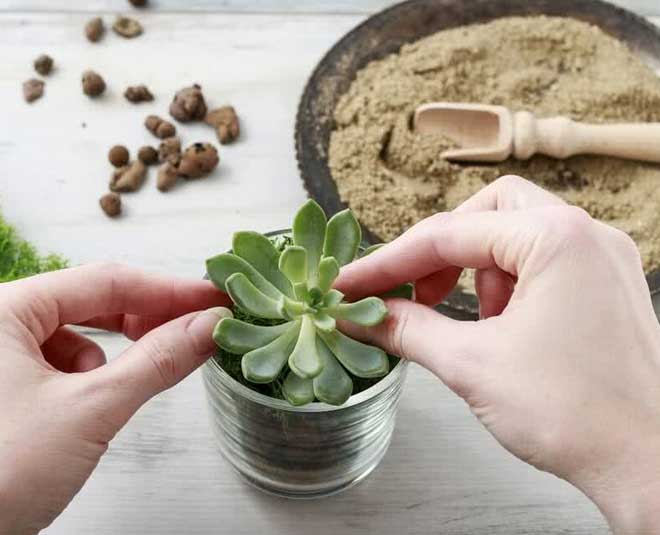 tips to grow and care of water succulent plants inside