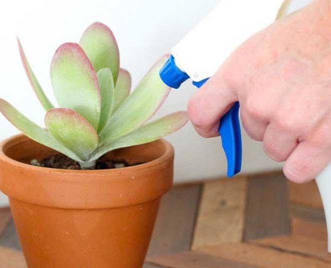 tips to grow and care of water succulent plants inside