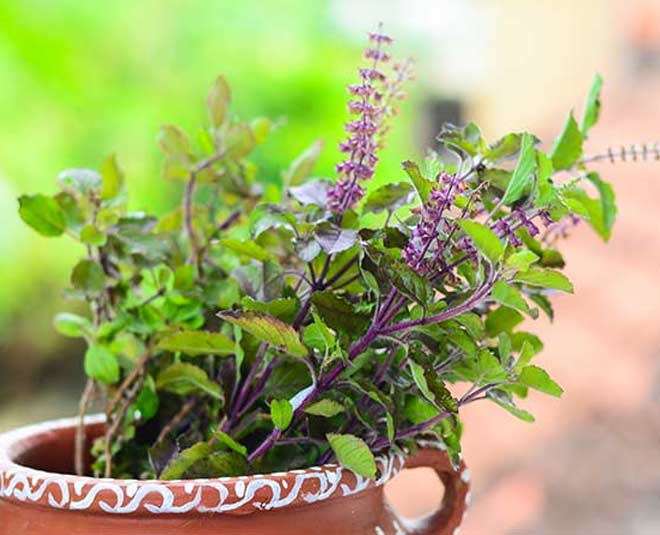 tulsi for mosquitoes after rain