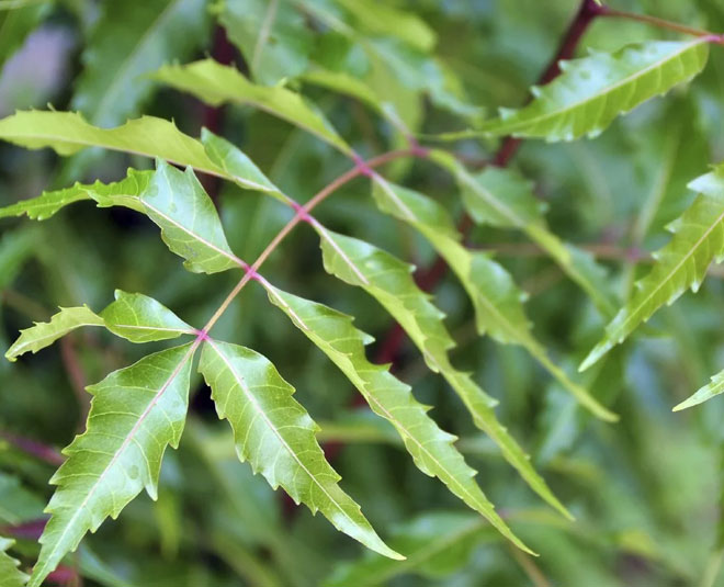 use neem leaves for plants