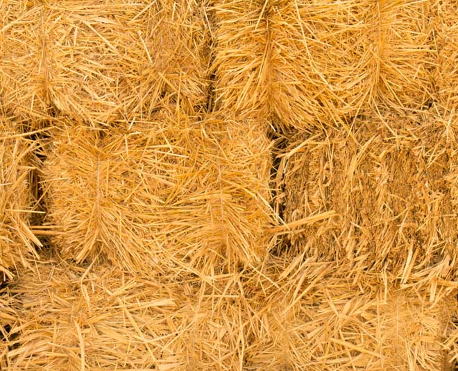 wheat straw for maushroom