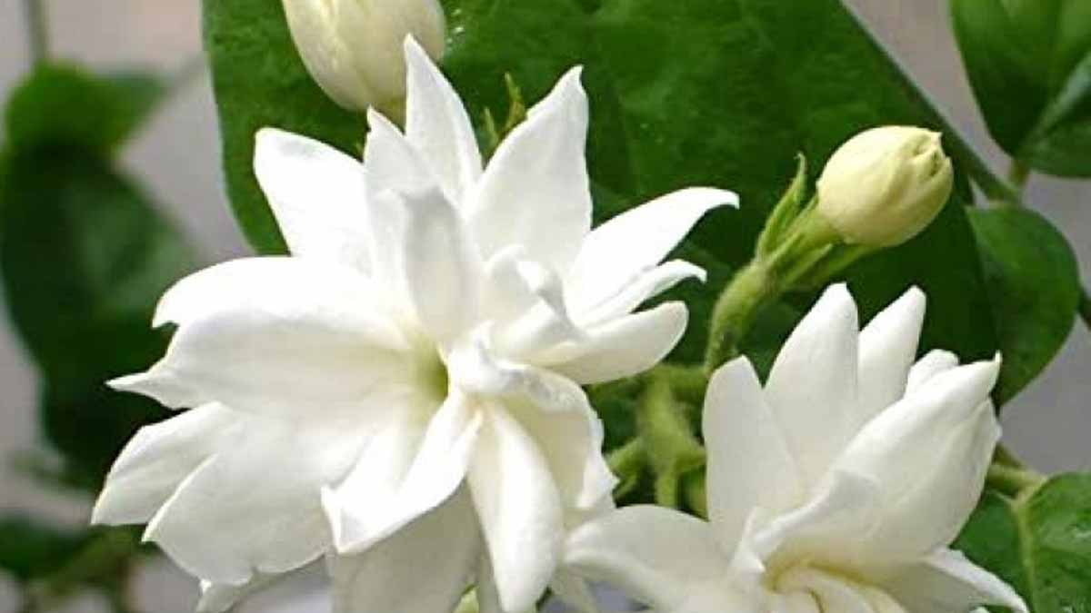 Bela plant care in summer