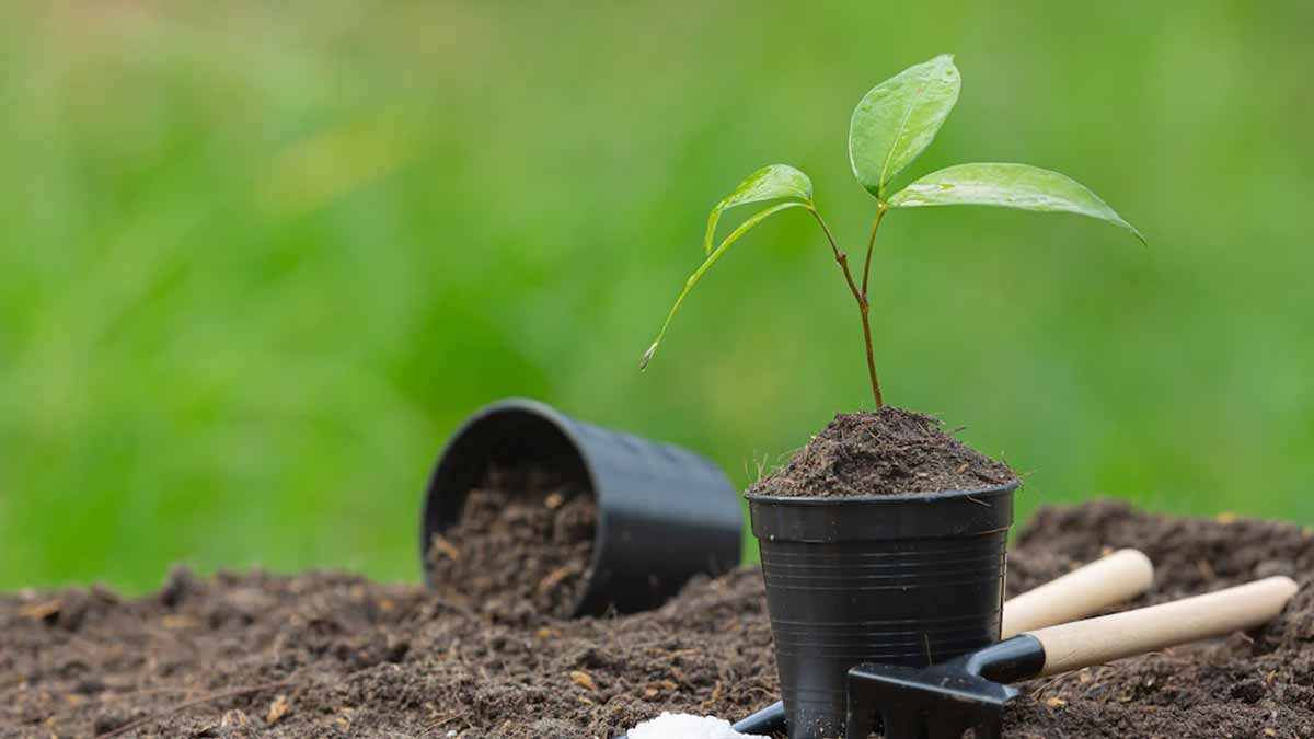 Bela plant grow from cutting