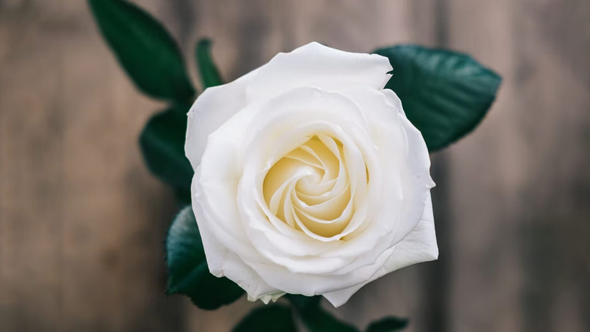 How many types of Roses in Hindi