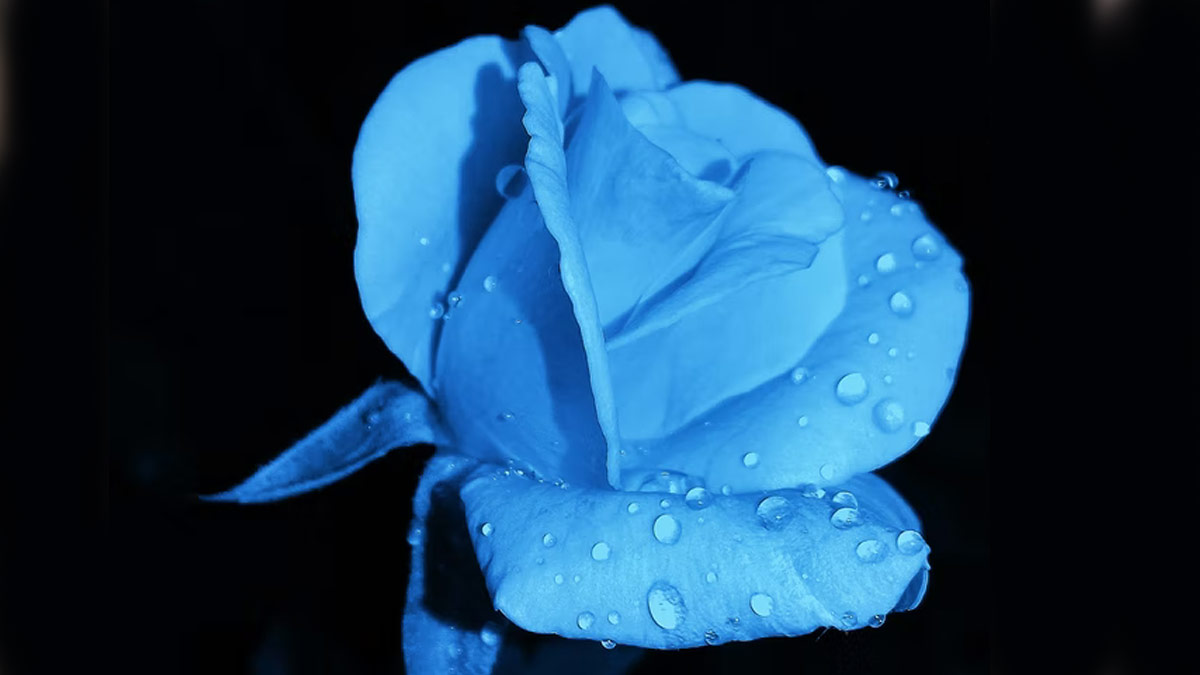 How many types of Roses