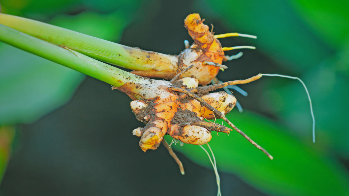Popular Ways To Grow Turmeric Plant At Home