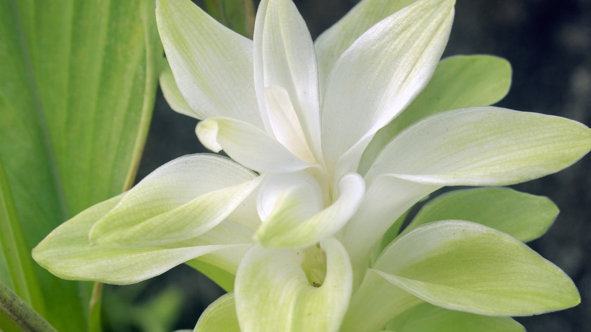 how to grow haldi plant