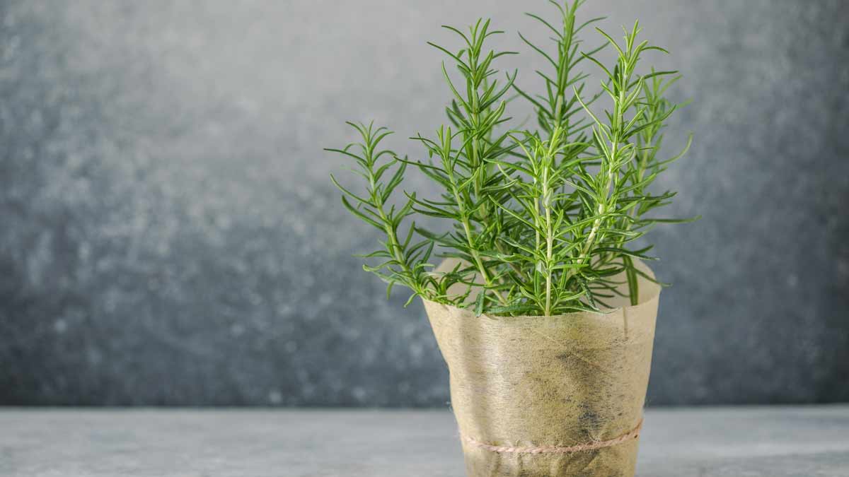 rose merry plant vastu tips