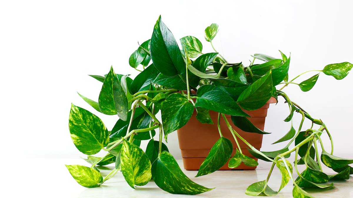 tips to use green colour in the house according to vastu in hindi