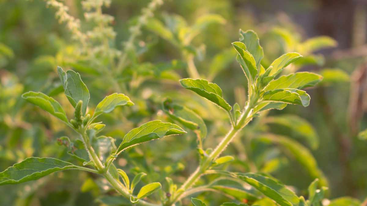 tulsi plant south vastu