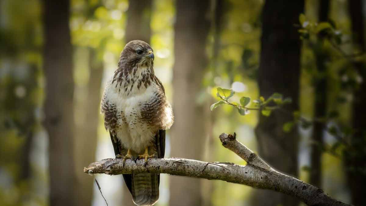 wildlife sanctuary in chamba