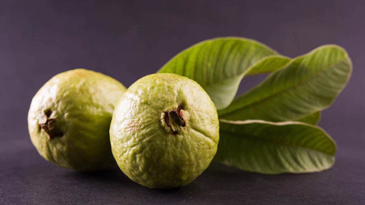 Guava buying tips ()