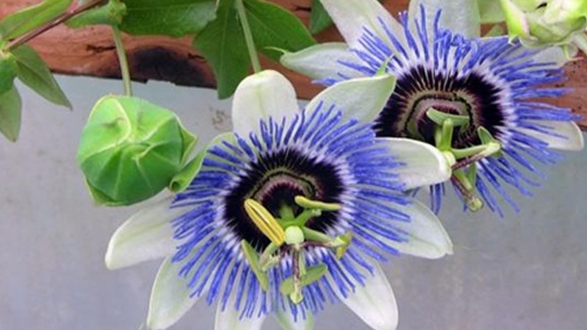 Krishna Kamal Plant Growing Tips