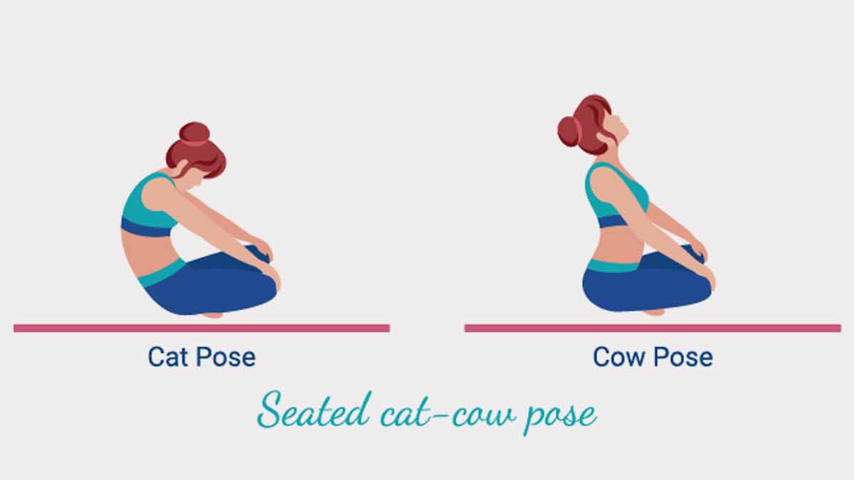 Seated Cat Cow Pose