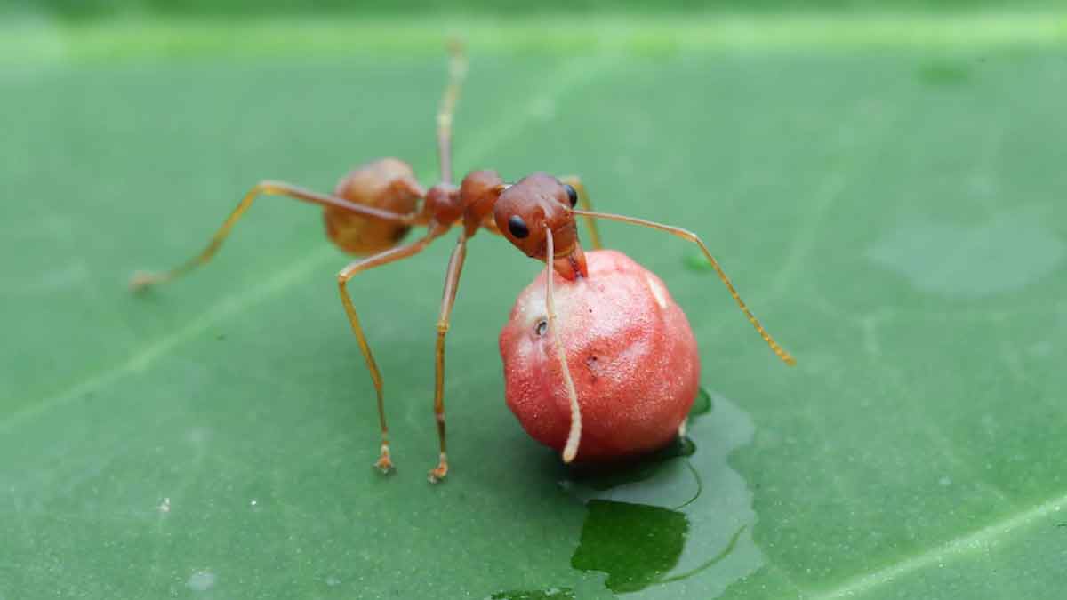 ant