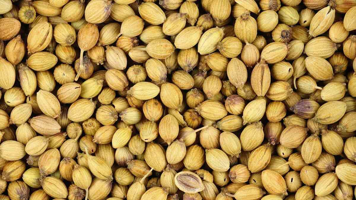 coriander seeds and kitchen uses
