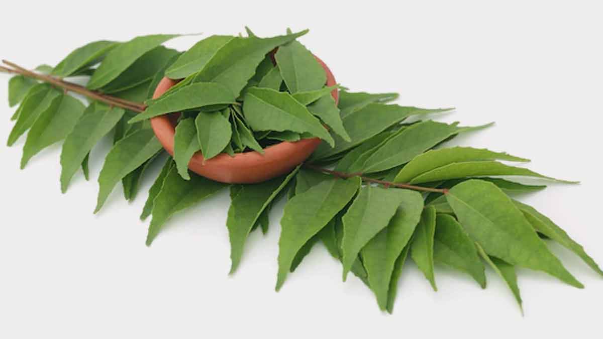 curry leaves for belly fat