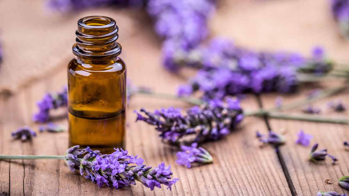 easy way to get rid of stink bugs from garden