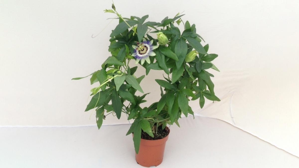 how to grow krishna kamal plant in pot