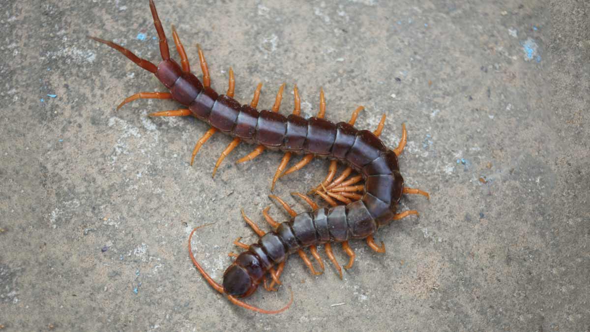how to keep centipedes out of your home