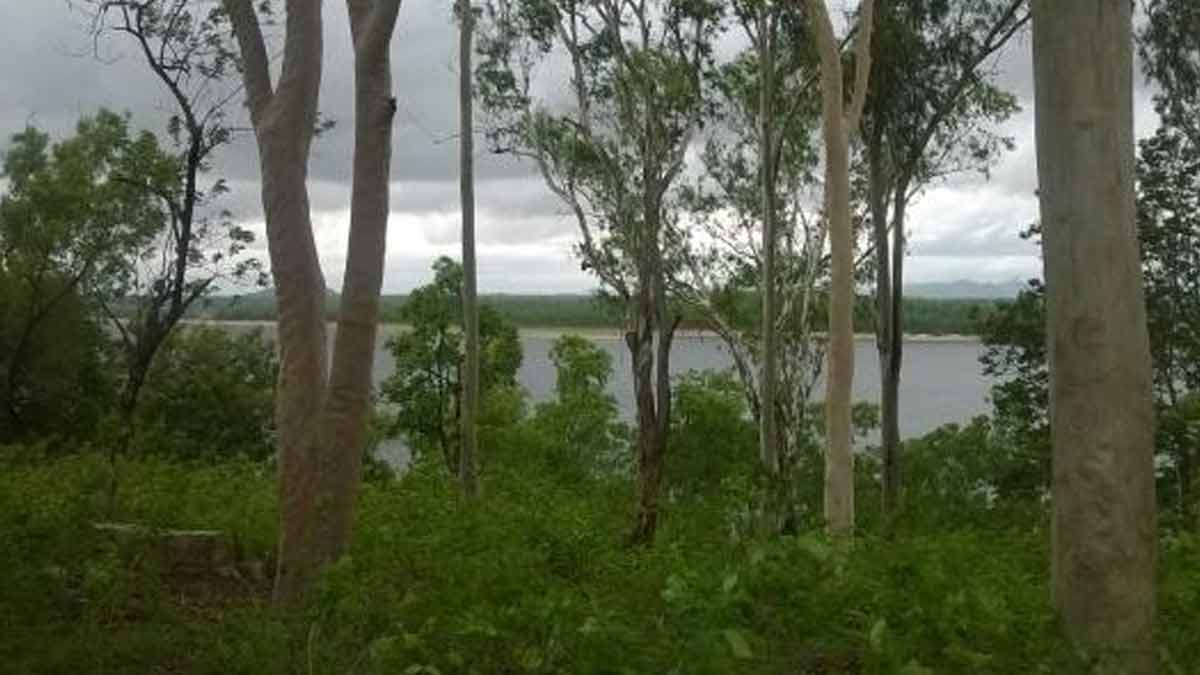 koderma reserve forest