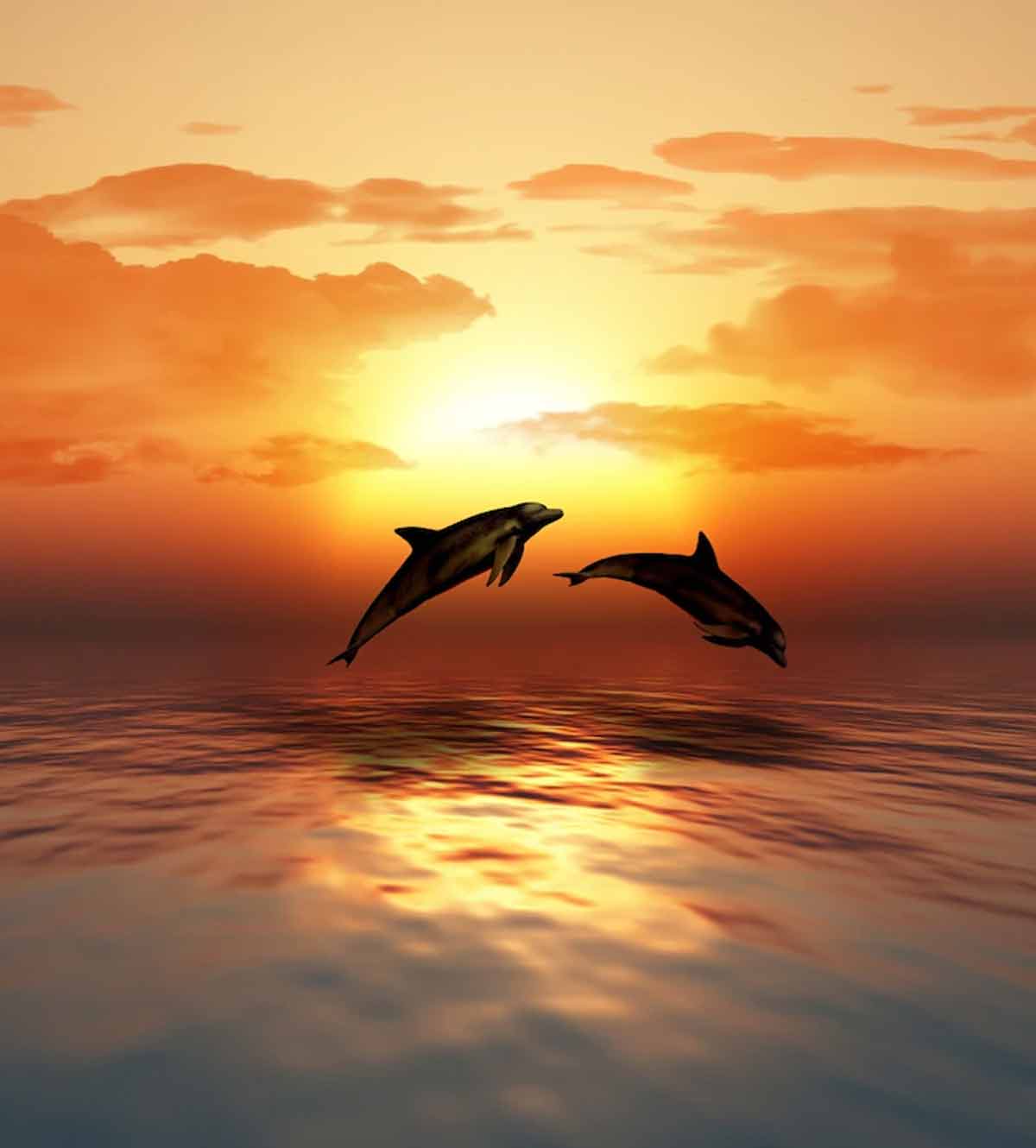 Places Where You Can See Dolphins