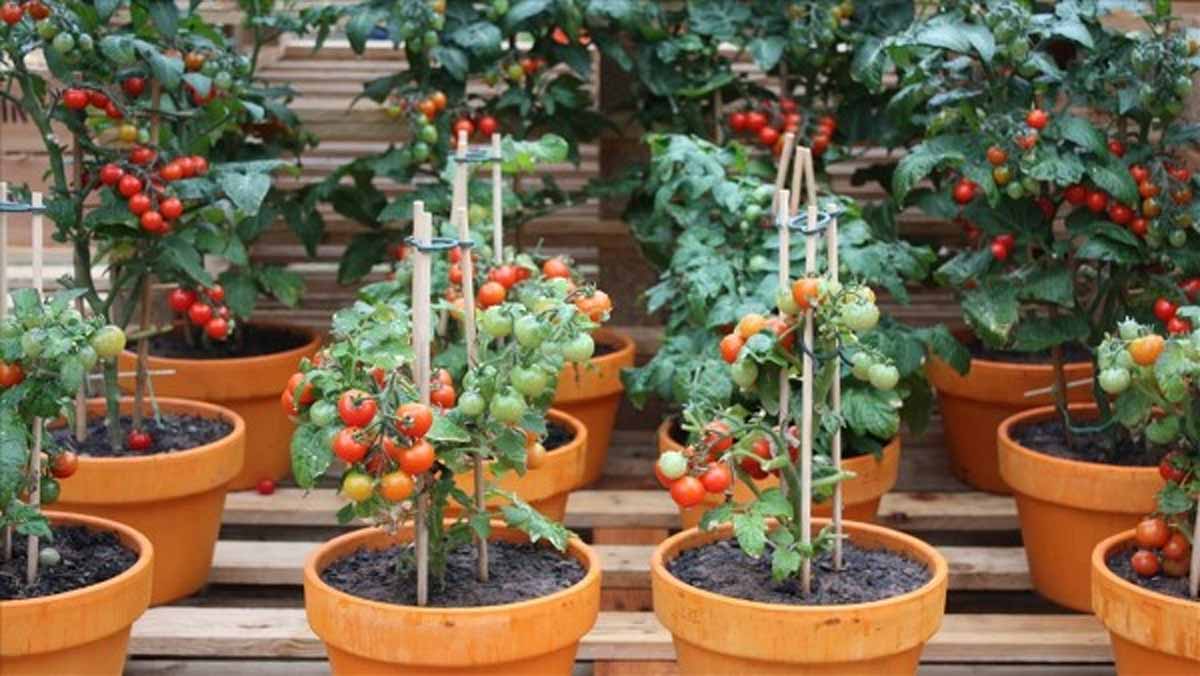 Tips for Growing Tomatoes in Pots