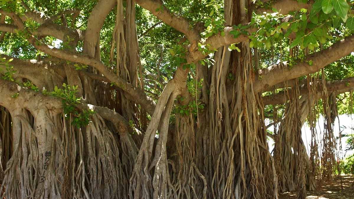 banyan tree astro remedies